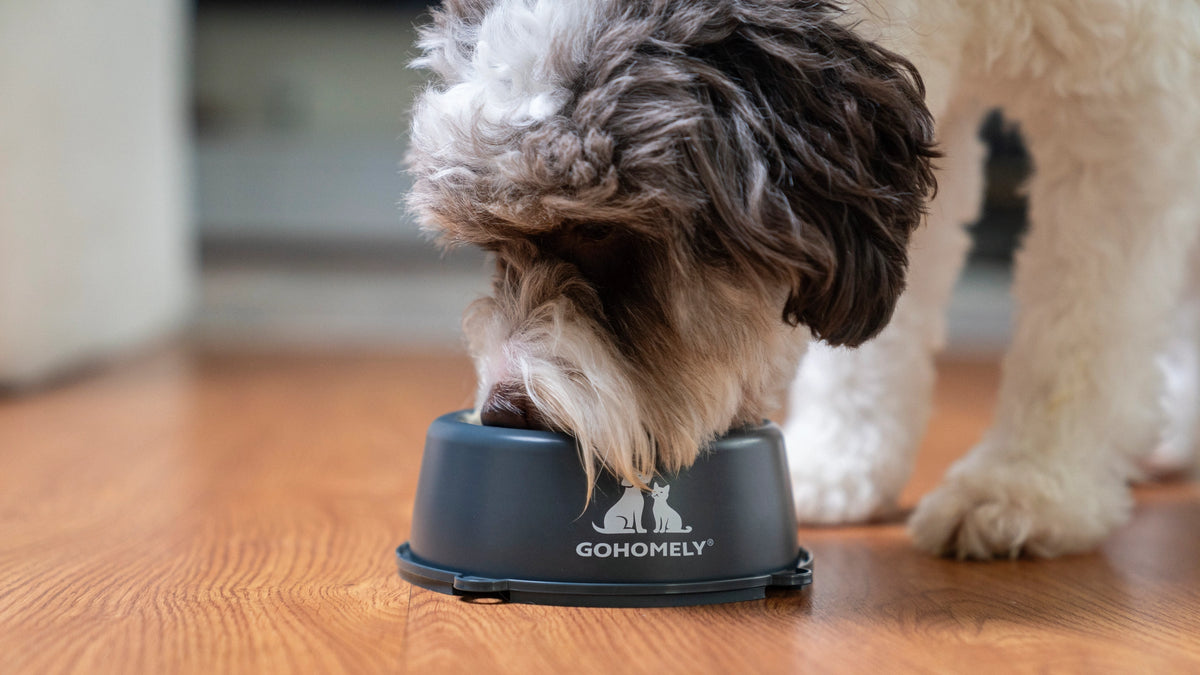 Fluffy brown and white dog eating from a dark GOHOMELY pet bowl on a wooden floor